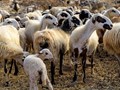 Η Ελλάδα και επίσημα απαλλαγμένη χώρα από την πανώλη